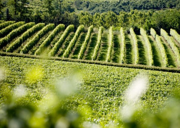 Tenuta Carretta sostenibilità