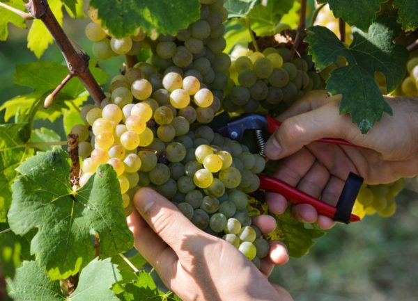 Vendemmia 2019