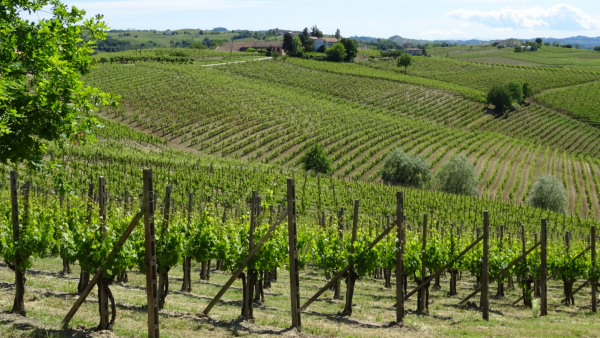 Terre Miroglio vigneti